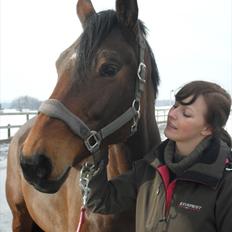 Dansk Varmblod Heinsgårdens Athena R.I.P