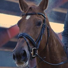 Oldenborg LINETTE HÆRUP