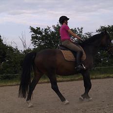 Dansk Varmblod Ganda