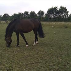 Dansk Varmblod Ganda