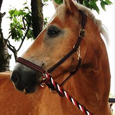 Haflinger Stabejs 