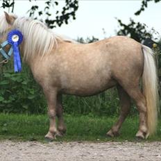Shetlænder Aastrupgaards Pretty Lady