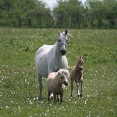 Shetlænder Aastrupgaards Pretty Lady