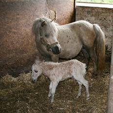 Shetlænder Aastrupgaards Pretty Lady