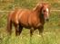 Welsh Partbred (Sec F) Daimler - smuksak