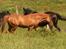Welsh Partbred (Sec F) Daimler - Daimler foran 2 sorte damer