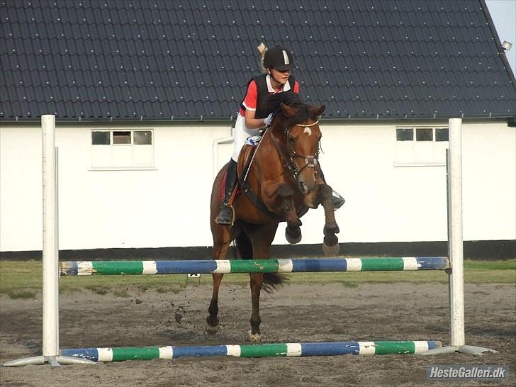 Anden særlig race zarahby <3 - nsr opvarmning til 80cm :D billede 5