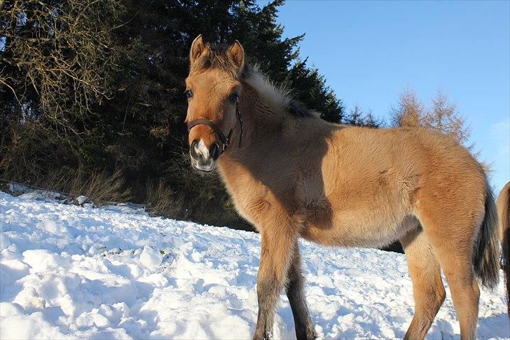 Anden særlig race Oldgårdens Cocio *X-part* billede 6