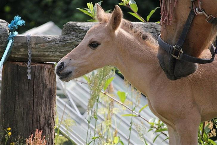 Anden særlig race Oldgårdens Cocio *X-part* billede 7