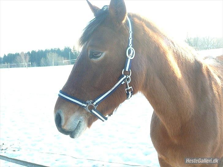 Anden særlig race Cocio - Cocio in the snow <3. Taget af: Agnete  31 december 2010 billede 7