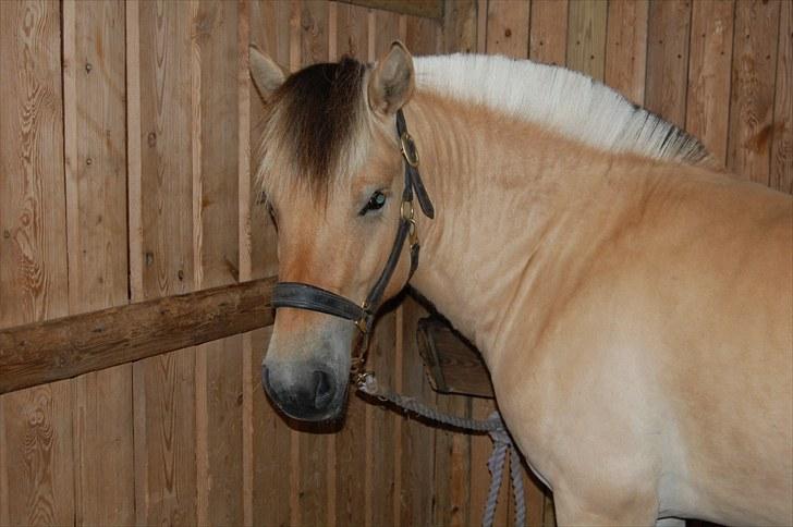 Fjordhest Koda Mossland billede 1