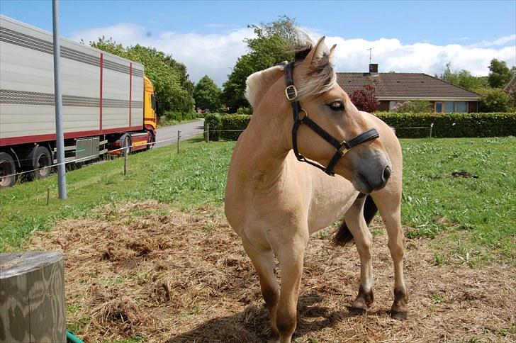 Fjordhest Koda Mossland billede 2