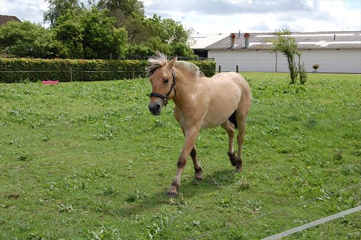 Fjordhest Koda Mossland billede 3
