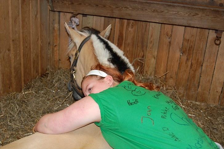 Fjordhest Koda Mossland billede 4