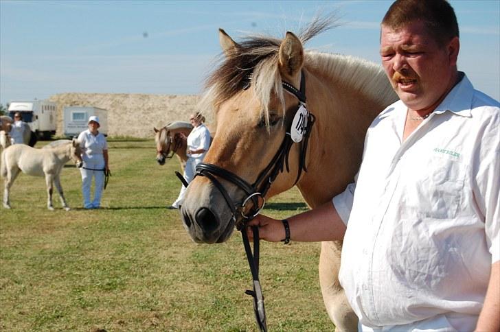 Fjordhest Koda Mossland billede 5
