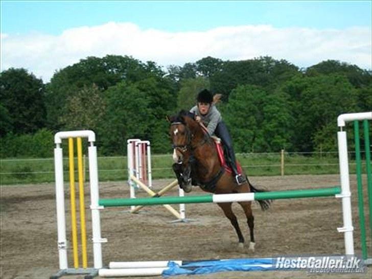 New Forest Rex <3 billede 10