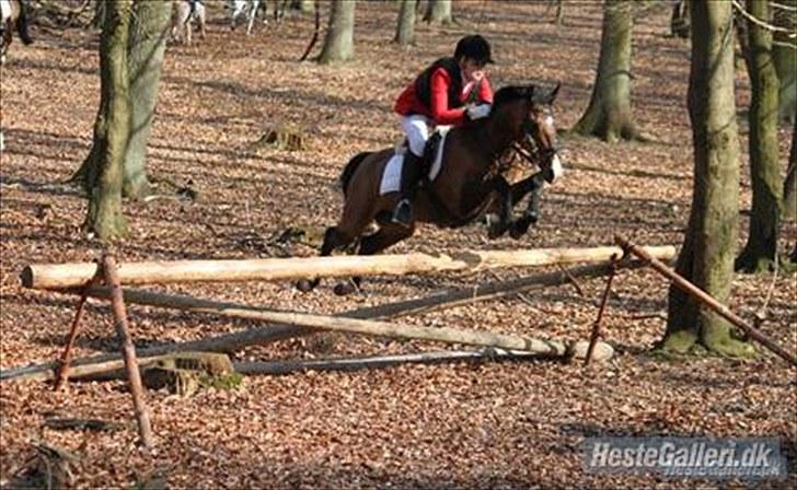 New Forest Rex <3 billede 11