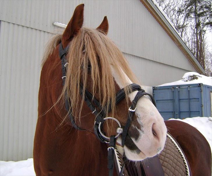 Welsh Cob (sec D) Khesjans Kandi Man - smukke smukke dreng billede 15