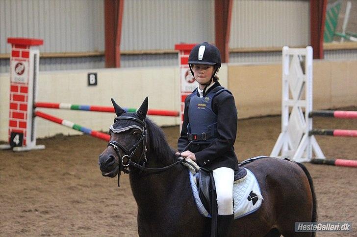 Anden særlig race Buster - busse fotomodel;D billede 9