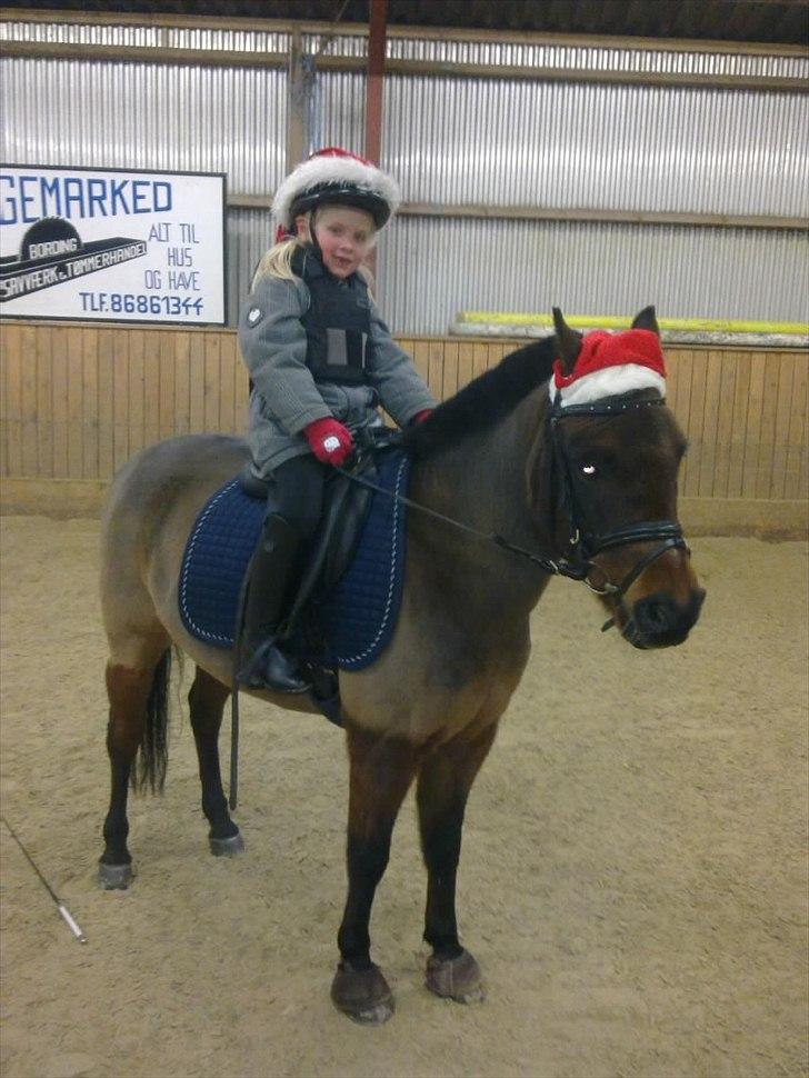 Anden særlig race Buster - Så er Heidi og Busse juleklar<3 billede 11