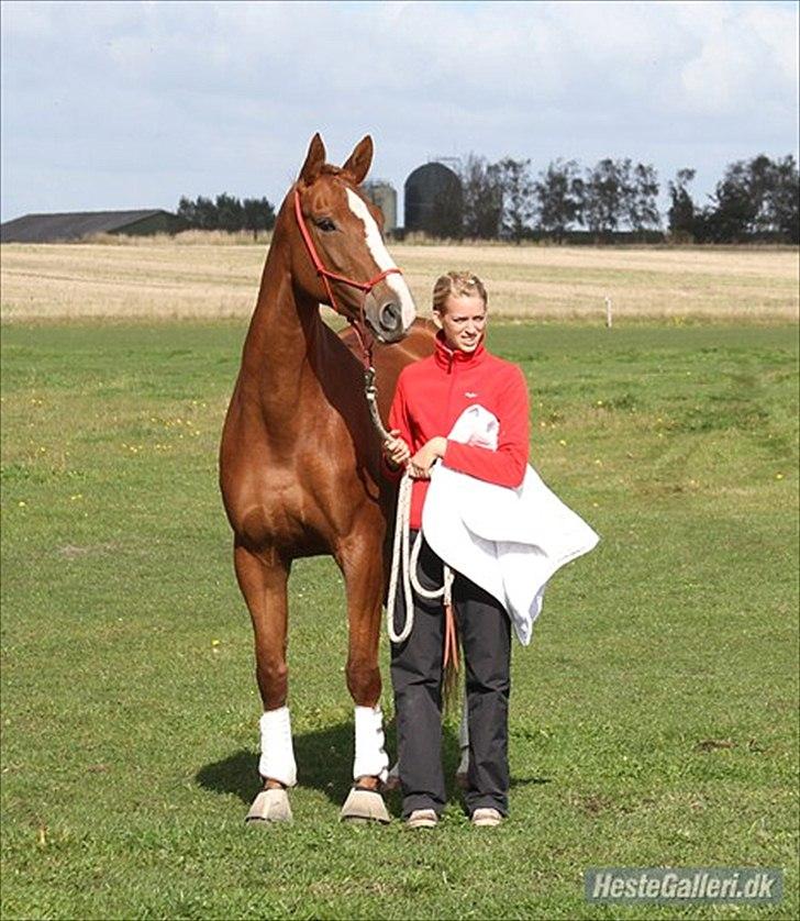 Dansk Varmblod RDH Nathalie Melody - Prinsessen <3 billede 1