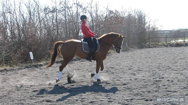 Dansk Varmblod RDH Nathalie Melody billede 2