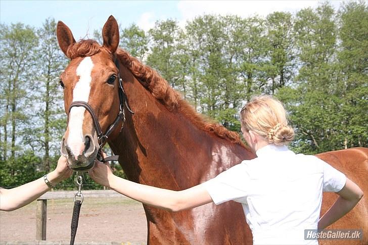 Dansk Varmblod RDH Nathalie Melody - elsker dig! billede 4