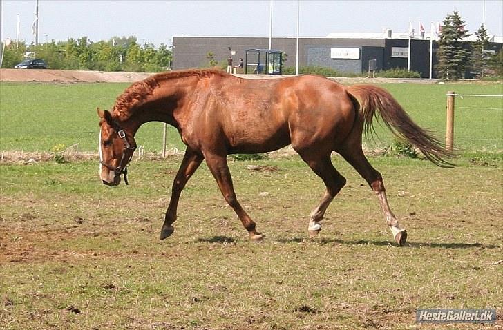 Dansk Varmblod RDH Nathalie Melody billede 6