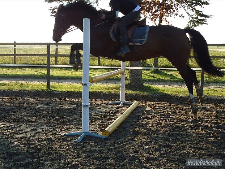 Dansk Varmblod Blejsbjergs Carrie *red - jump billede 4