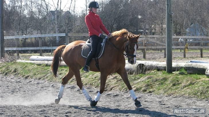 Dansk Varmblod RDH Nathalie Melody billede 7