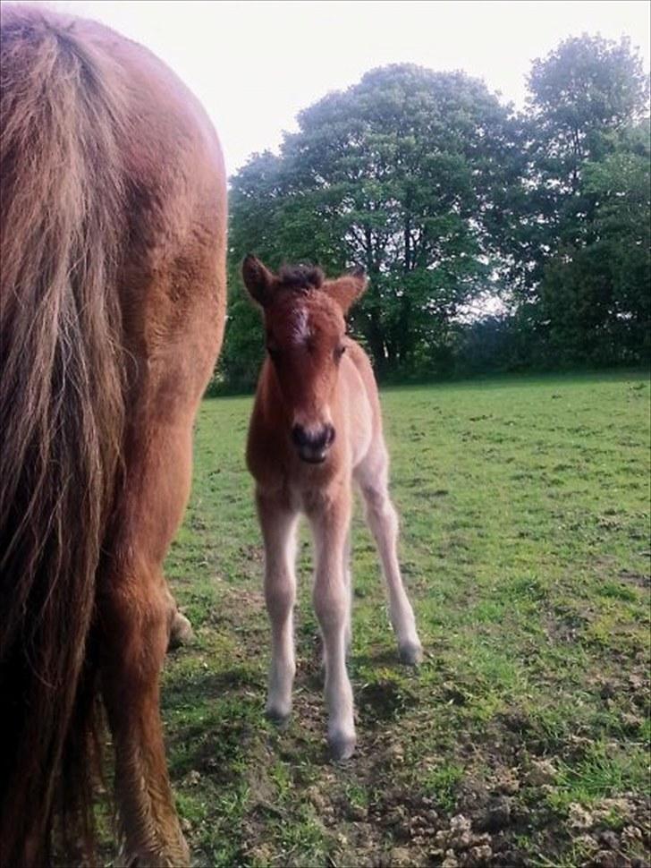 Islænder Fjóla fra freersvang  - har fundet et så sødt billede af lille Fiola :) billede 5