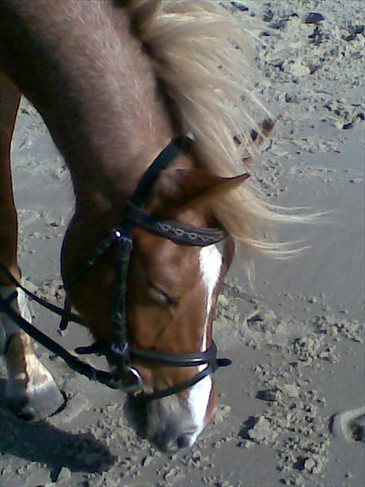 Welsh Pony (sec B) daysie *solgt* billede 18