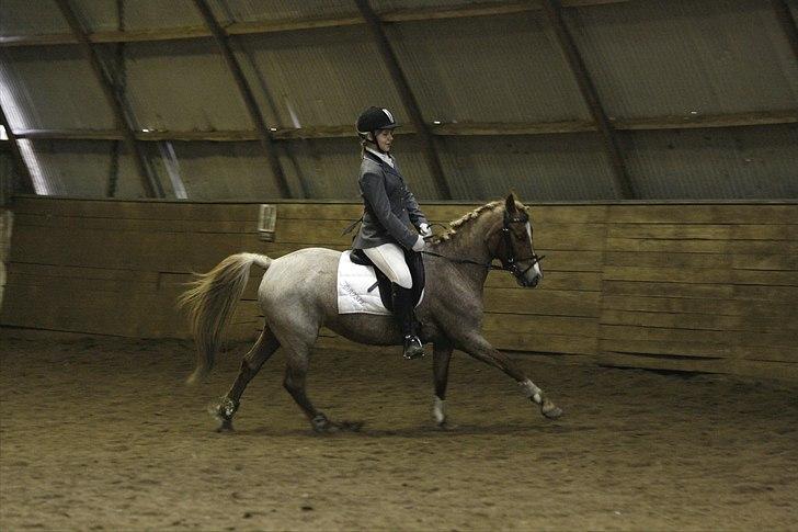 Welsh Pony (sec B) daysie *solgt* billede 19