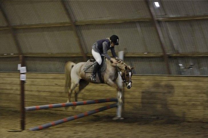 Welsh Pony (sec B) daysie *solgt* - LB=70cm 1.plads billede 20