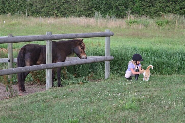 Anden særlig race Alf billede 2