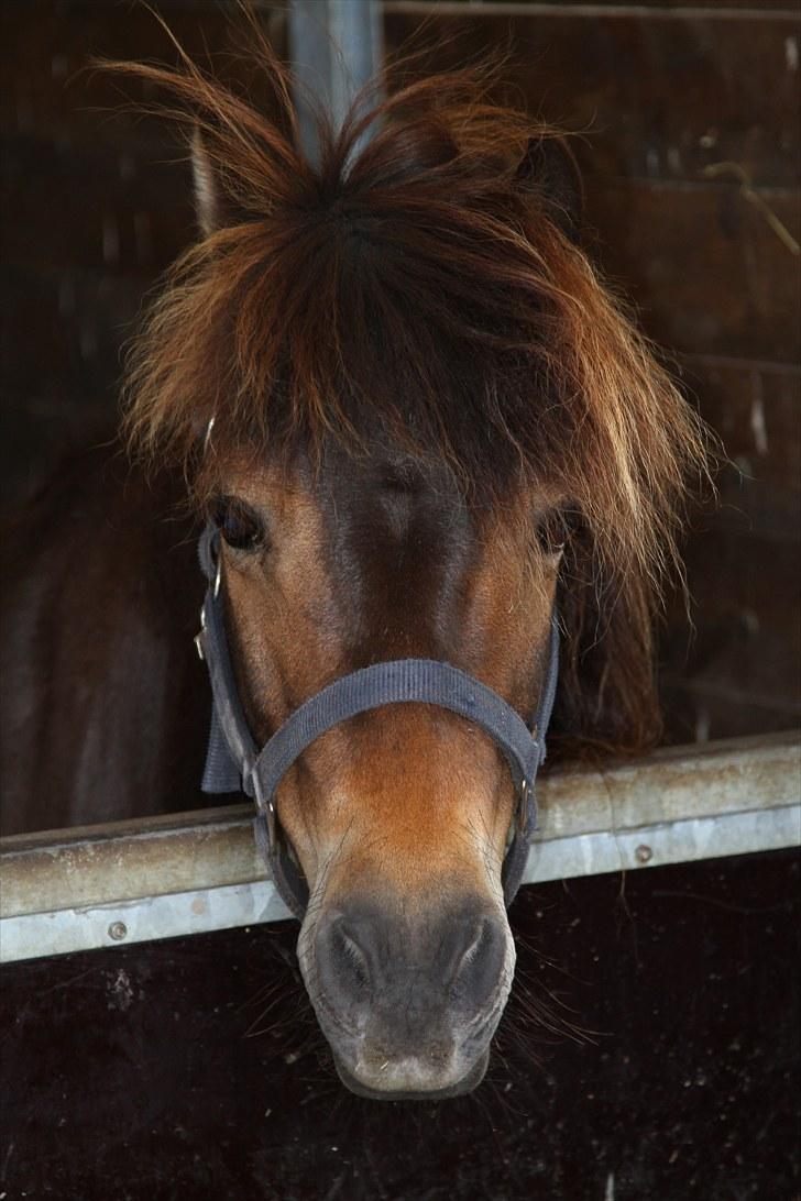 Anden særlig race Alf billede 7