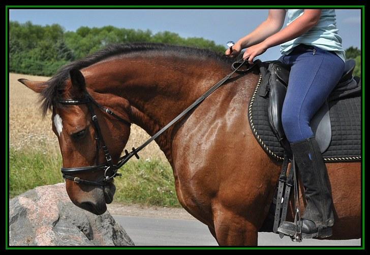 Anden særlig race Bianca *rideskolehest* - Foto: Caroline - Sommeren 2010 billede 7