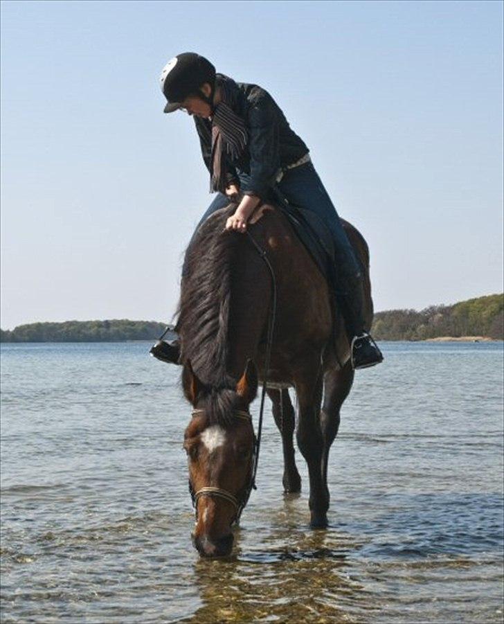Anden særlig race Bianca *rideskolehest* - Foto: Franco Hansen - April 2011 billede 13