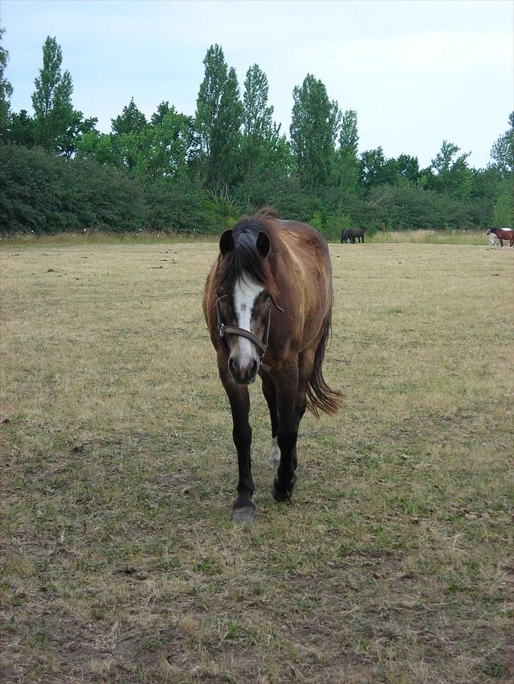 Anden særlig race Foxy - Den smukke pony. 09 billede 6
