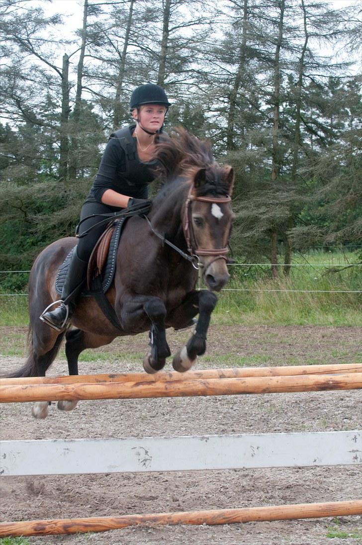 Welsh Partbred (Sec F) Backersdals Gaston  - Spring på Gaston, :D billede 13