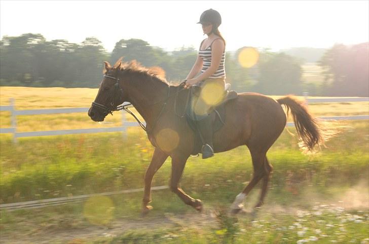 New Forest Elmholts L'amour - wiiii billede 17