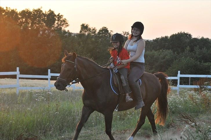 New Forest Elmholts L'amour - er vi ikk bar søde alle sammen  billede 18