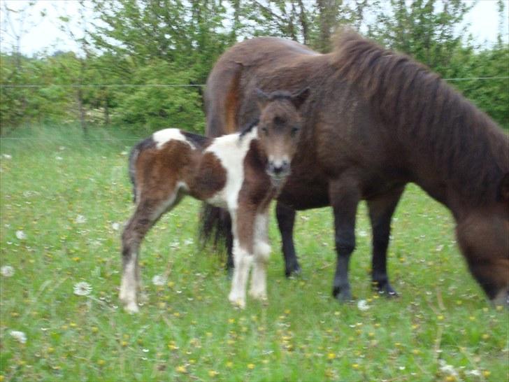 Shetlænder Mr. Pelusa billede 1