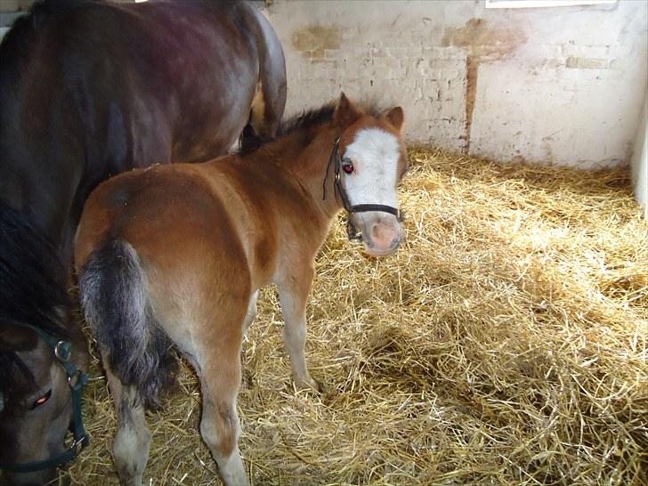 Welsh Mountain (sec A) Rø´s Status Quo Sec A billede 4