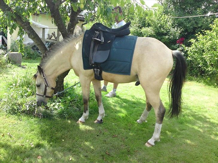 Anden særlig race Mister Surprice ( Solgt) - hjemme i haven august 2010 billede 11