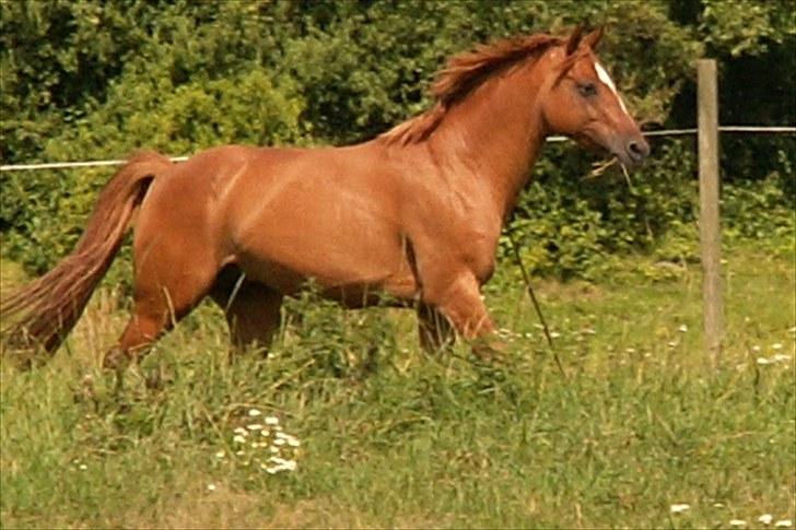 Welsh Partbred (Sec F) Daimler - tralalala her kommer jeg billede 12