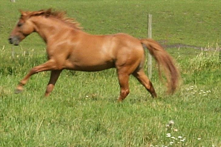 Welsh Partbred (Sec F) Daimler - ser han ikke flyvende ud? billede 18