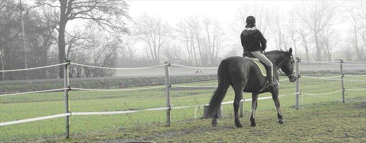 Anden særlig race Sheik  billede 11