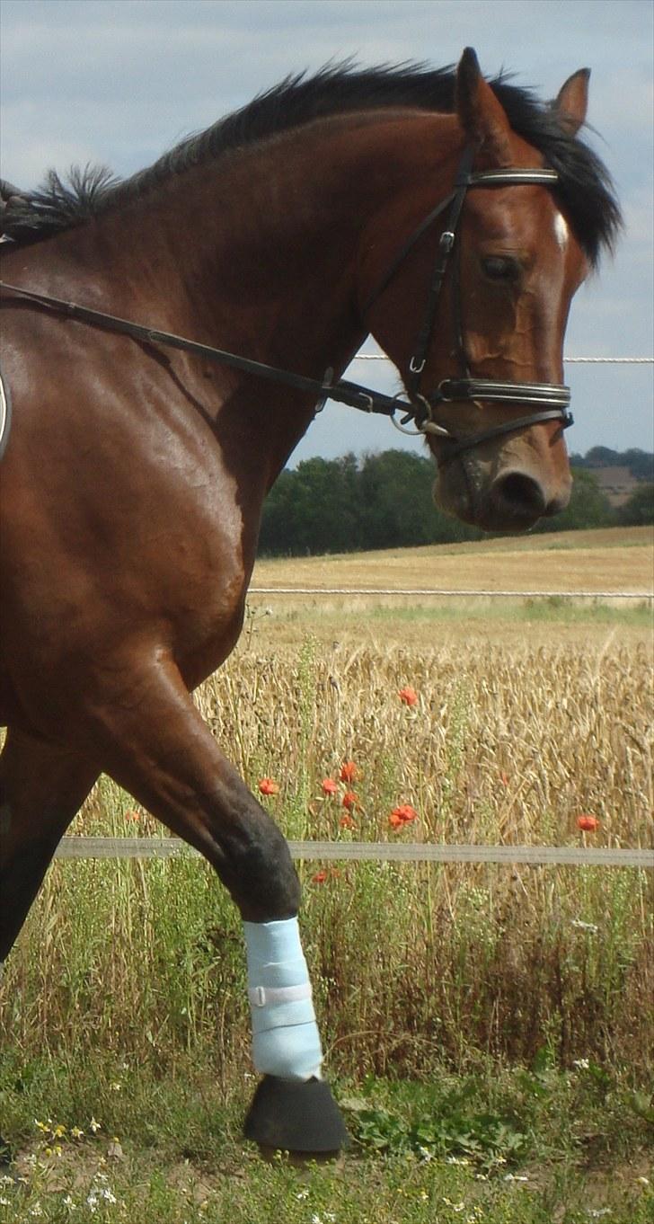 Anden særlig race Sheik  billede 12