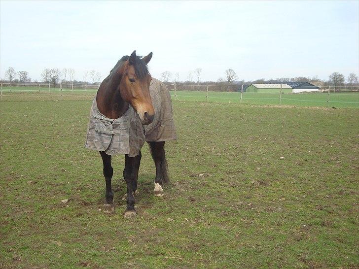 Anden særlig race Sheik  billede 13